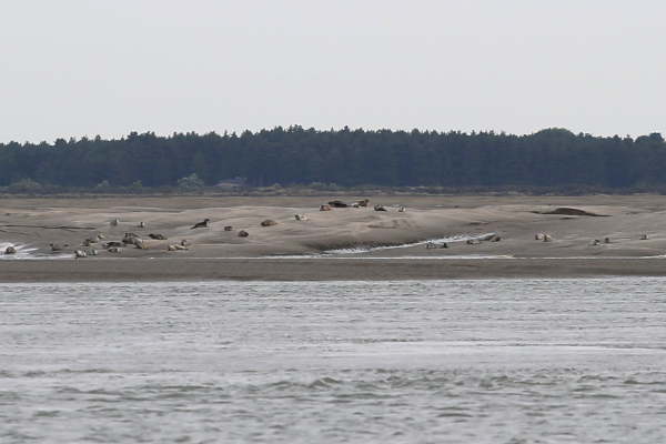 Phoques veaux-marins (Phoca vitulina) en Baie de Somme © Nicolas Macaire / LPO